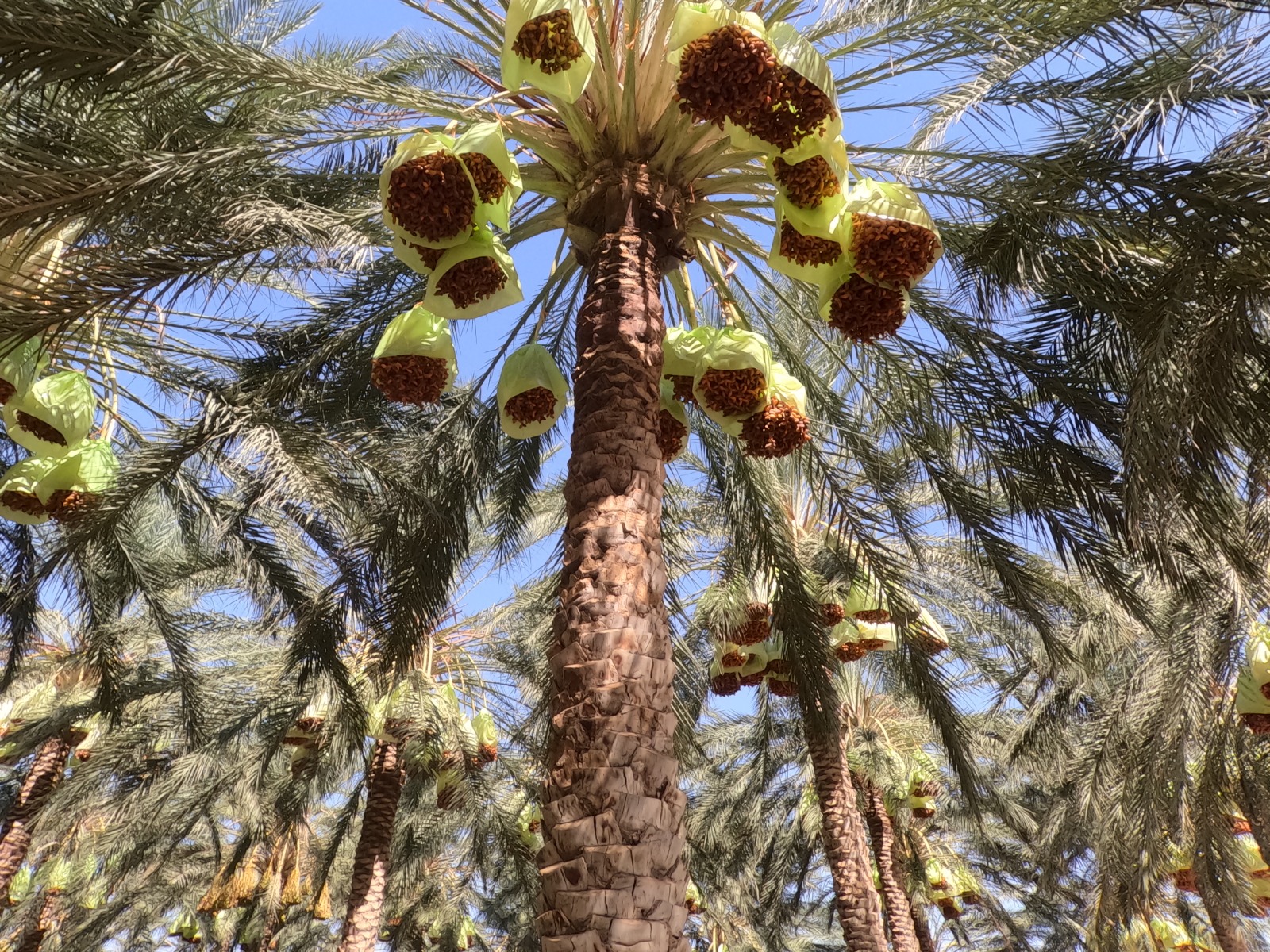 Dattes Deglet Nour